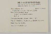 馬氏濱藜藏品圖，第2張