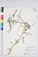 擬葉下珠、細葉油柑藏品圖，第1張
