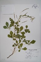 白花菜藏品圖，第1張