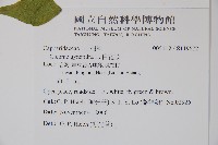 白花菜藏品圖，第2張