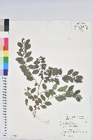 紅仔珠藏品圖，第1張