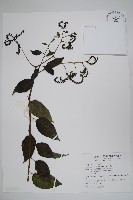 冷飯藤藏品圖，第1張