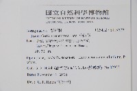 冷飯藤藏品圖，第2張