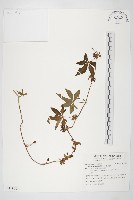 番仔藤藏品圖，第1張