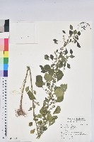 印度鐵莧藏品圖，第1張