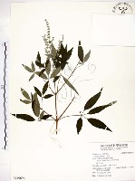 黃荊藏品圖，第1張