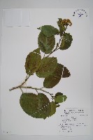 恆春厚殼樹藏品圖，第1張