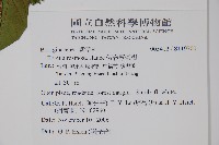 恆春厚殼樹藏品圖，第2張