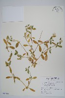 假千日紅藏品圖，第1張