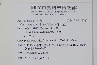 假千日紅藏品圖，第2張