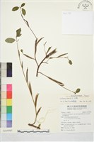山麻、長蒴黃麻、埃及國王菜藏品圖，第1張