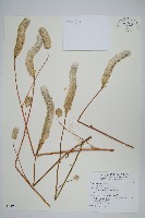 青葙藏品圖，第1張