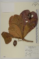 欖仁藏品圖，第1張