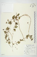 娥房藤藏品圖，第1張