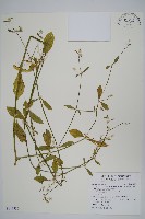 毛蓮子草藏品圖，第1張