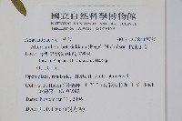 毛蓮子草藏品圖，第2張