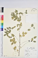 登錄號:S119732藏品圖，第1張