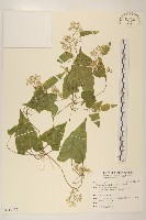 小花蔓澤蘭藏品圖，第1張