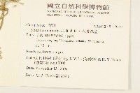 小花蔓澤蘭藏品圖，第2張