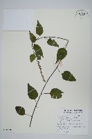 漿果莧藏品圖，第1張