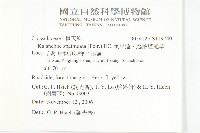 倒吊蓮、匙葉燈籠草藏品圖，第2張