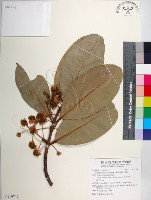 瓊崖海棠、胡桐藏品圖，第1張