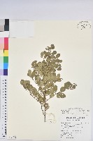 密花白飯樹藏品圖，第1張