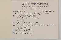 大花咸豐草藏品圖，第2張