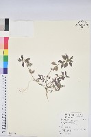 飛揚草藏品圖，第1張