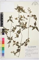 臺灣鐵線蓮藏品圖，第2張