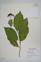 恆春厚殼樹藏品圖，第1張