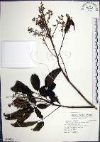 山埔姜藏品圖，第1張