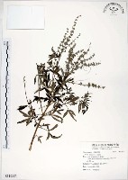 黃荊藏品圖，第1張