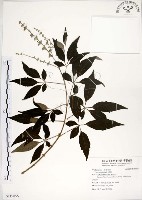 黃荊藏品圖，第1張