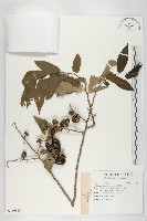 山柿樹藏品圖，第3張