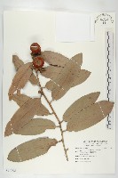 呂宋毛柿藏品圖，第1張