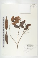 軟毛柿藏品圖，第1張