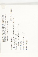 軟毛柿藏品圖，第2張