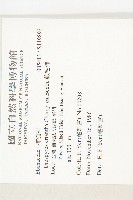 軟毛柿藏品圖，第2張