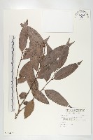 軟毛柿藏品圖，第1張