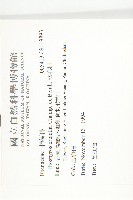 軟毛柿藏品圖，第2張