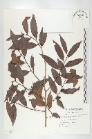 軟毛柿藏品圖，第1張