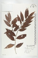 軟毛柿藏品圖，第1張