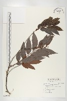 軟毛柿藏品圖，第1張