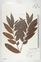 軟毛柿藏品圖，第1張