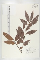 軟毛柿藏品圖，第1張