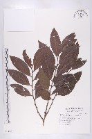 軟毛柿藏品圖，第1張