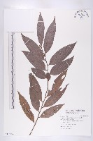 軟毛柿藏品圖，第1張