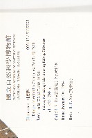 軟毛柿藏品圖，第2張