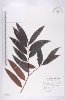 軟毛柿藏品圖，第1張